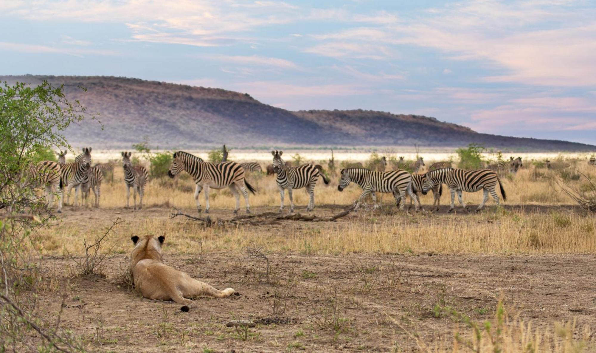 Tuningi Safari Lodge Madikwe Game Reserve Eksteriør billede