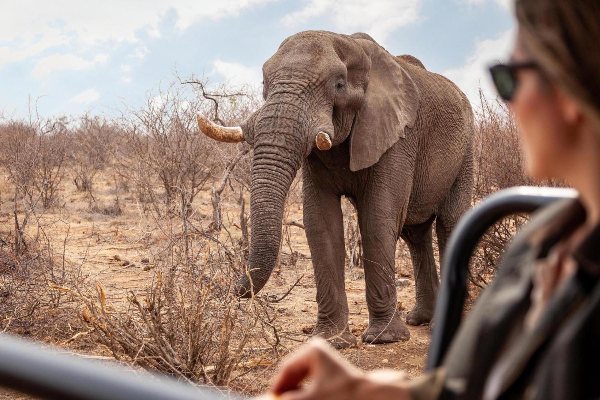 Tuningi Safari Lodge Madikwe Game Reserve Eksteriør billede