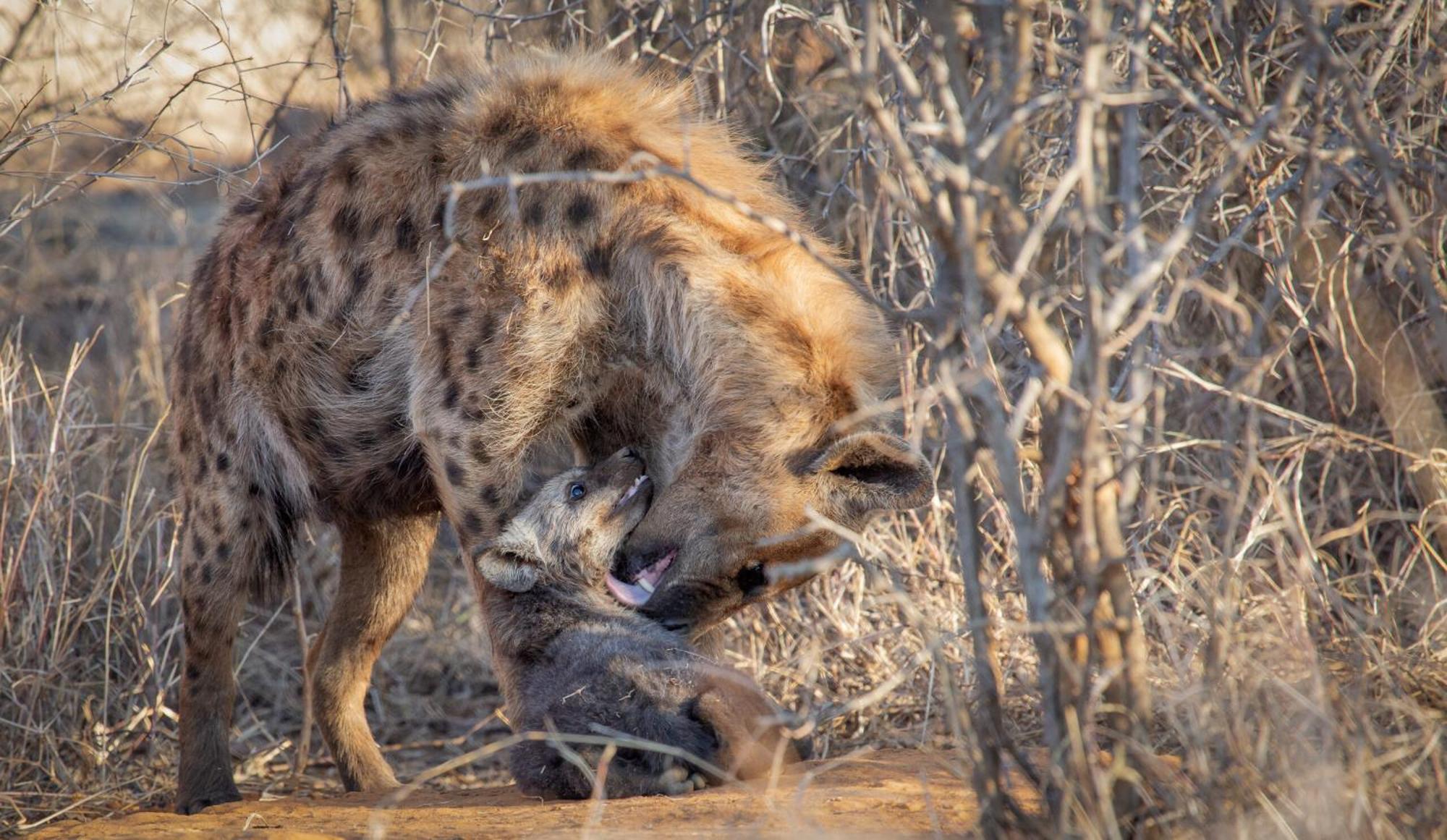 Tuningi Safari Lodge Madikwe Game Reserve Eksteriør billede