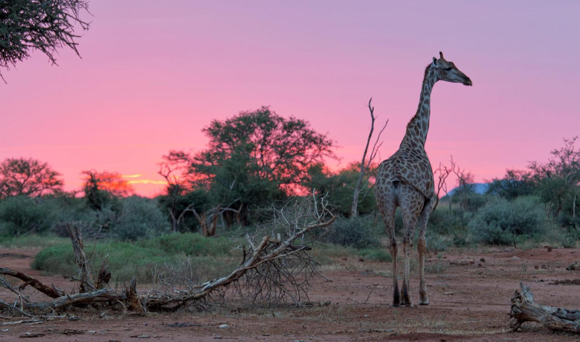 Tuningi Safari Lodge Madikwe Game Reserve Eksteriør billede