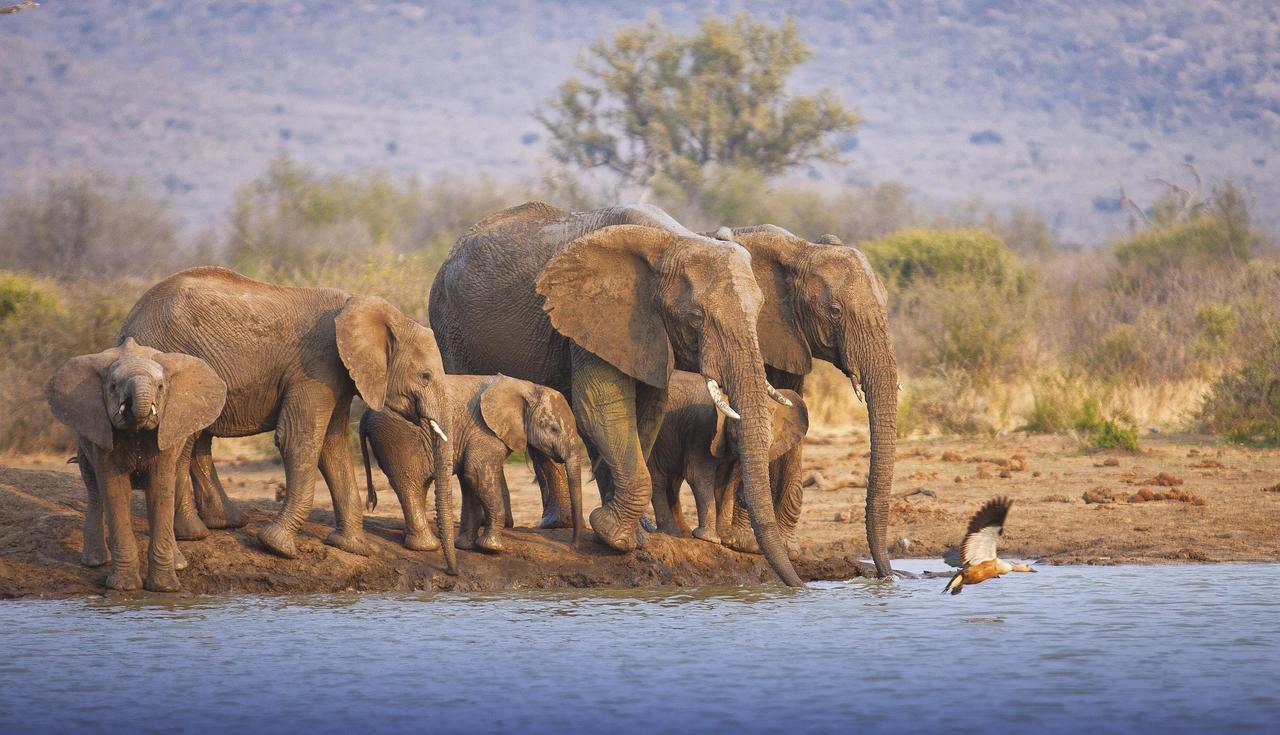 Tuningi Safari Lodge Madikwe Game Reserve Eksteriør billede