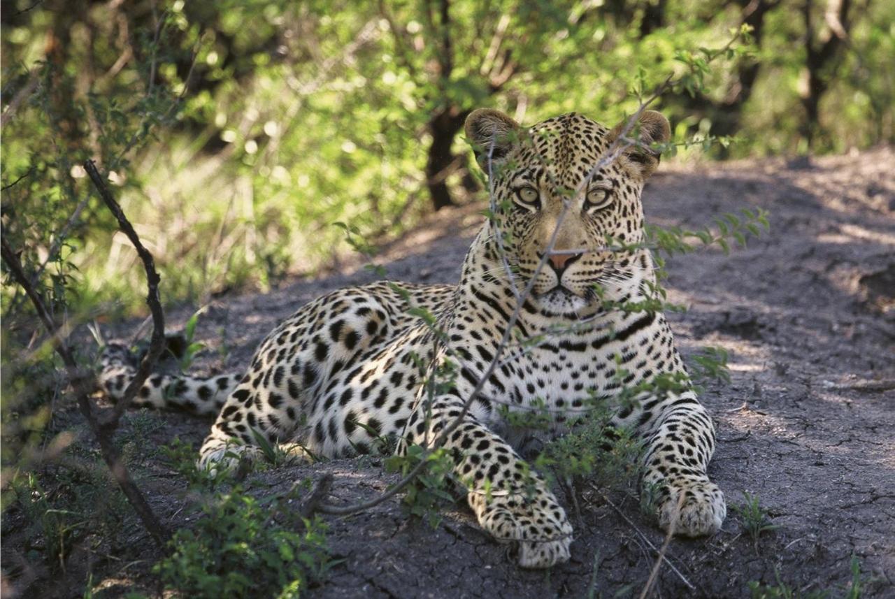 Tuningi Safari Lodge Madikwe Game Reserve Eksteriør billede