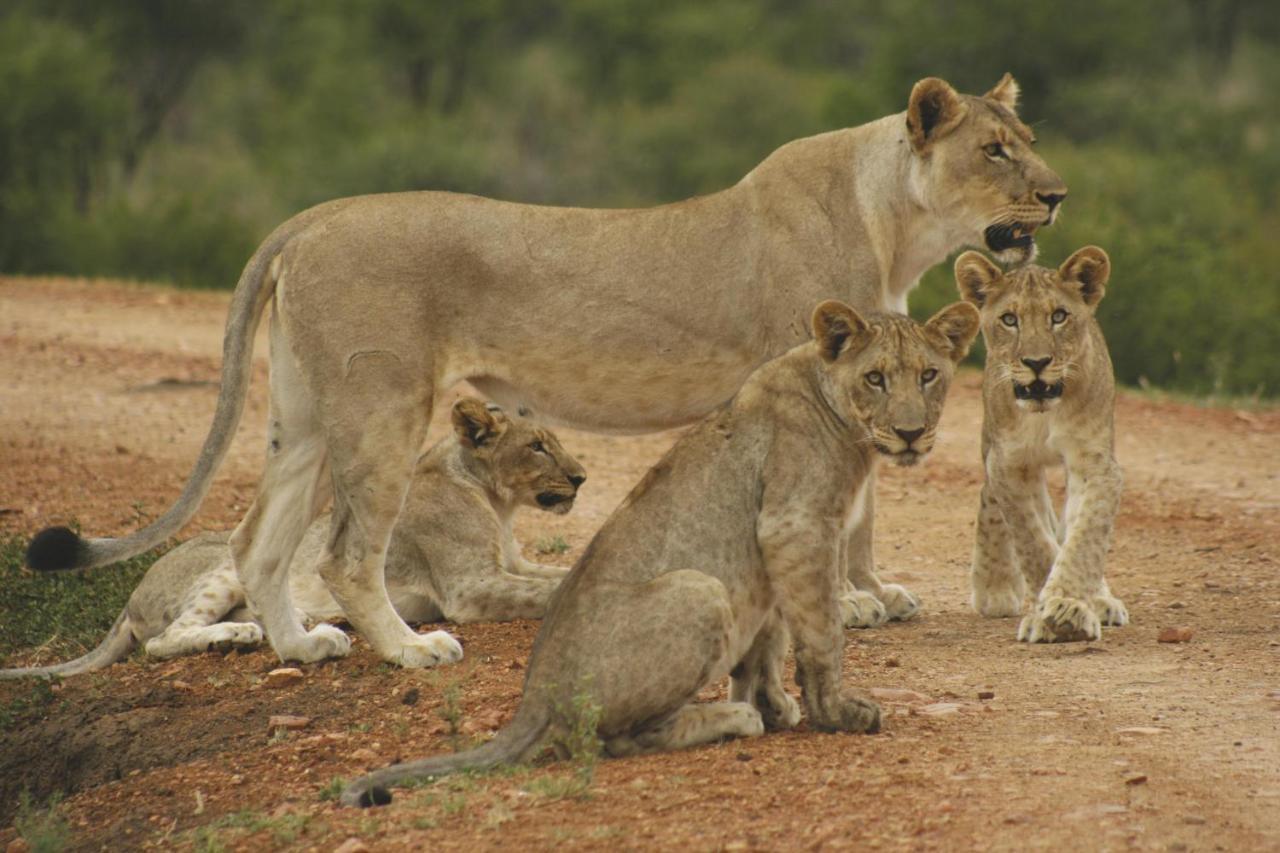 Tuningi Safari Lodge Madikwe Game Reserve Eksteriør billede