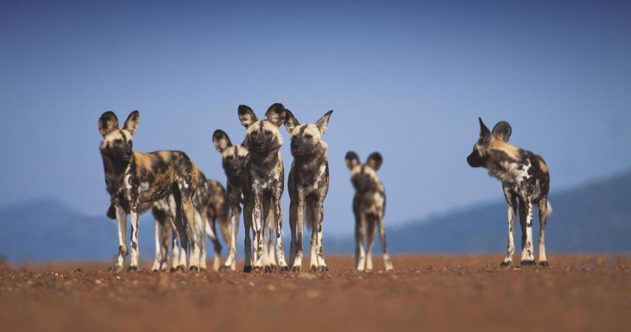 Tuningi Safari Lodge Madikwe Game Reserve Eksteriør billede