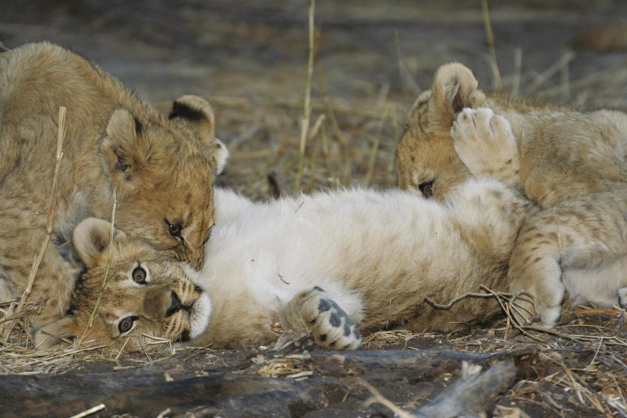 Tuningi Safari Lodge Madikwe Game Reserve Eksteriør billede