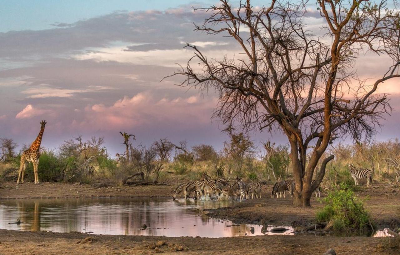 Tuningi Safari Lodge Madikwe Game Reserve Eksteriør billede