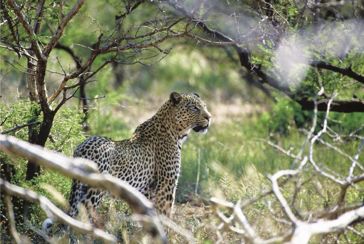 Tuningi Safari Lodge Madikwe Game Reserve Eksteriør billede