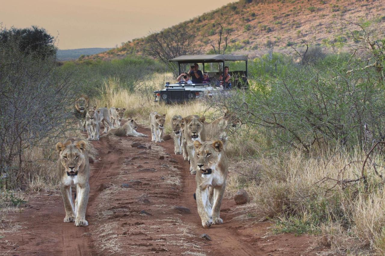 Tuningi Safari Lodge Madikwe Game Reserve Eksteriør billede