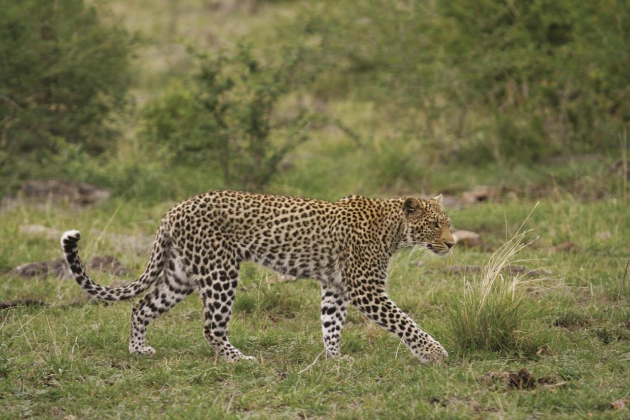 Tuningi Safari Lodge Madikwe Game Reserve Eksteriør billede